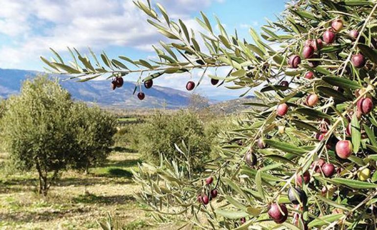 Zeytinlik ve Sit Alanlarıyla İlgili Çevre, Şehircilik ve İklim Değişikliği Bakanlığından Açıklama Geldi