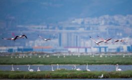 Tarkan'dan İzmir'in Gediz Deltası'nın UNESCO Dünya Doğa Mirası Olması İçin Destek