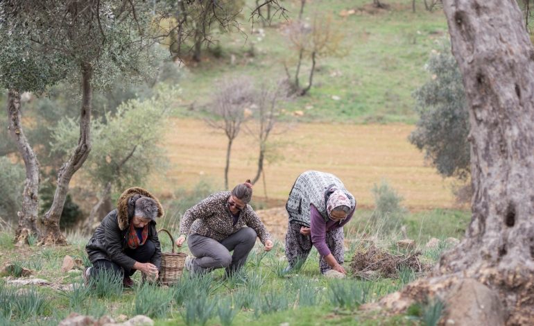 Ege’nin Zeytinyağı İmecesi Başladı