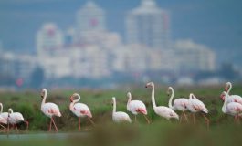 İzmir'in Gediz Deltası'nın UNESCO Dünya Doğa Mirası İlan Edilmesi İçin İmza Kampanyası Başladı