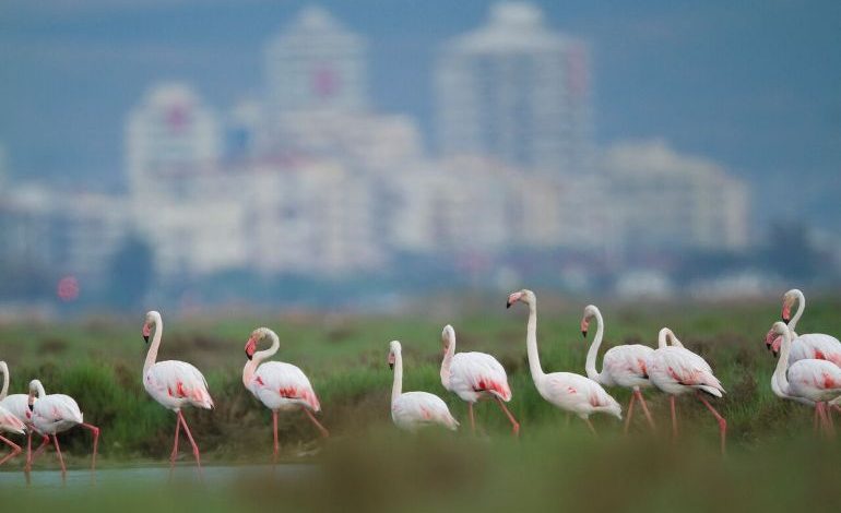 Flamingolar için, İzmir için nihai karar: İzmir Körfez Geçişi iptal edildi