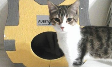 Kediler üşümesin diye, AUSTROTHERM'den  ısı yalıtımlı kedi evleri