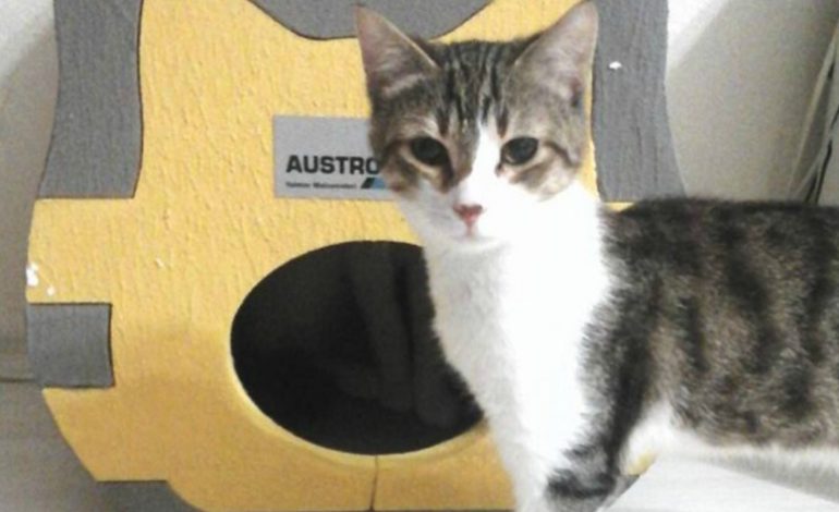Kediler üşümesin diye, AUSTROTHERM’den ısı yalıtımlı kedi evleri