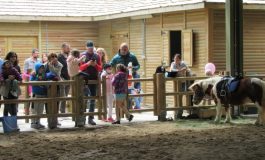İncek Loft'ta 110 çocuk Pony atlarla 'Bahara Merhaba' dedi