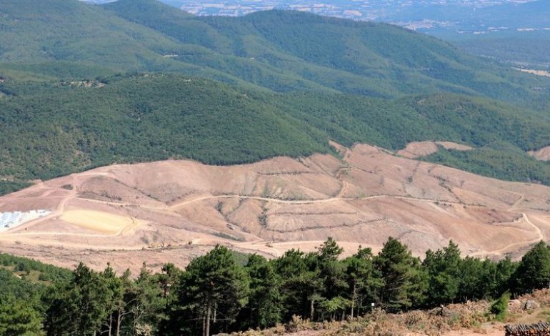 TEMA Vakfı: “Ağaç tanımı” mevzuatta açık, en az 195.000 ağaç kesildi