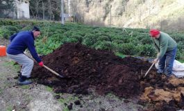 Çay fabrikalarının çay atıkları, toprağın gıdasıdır