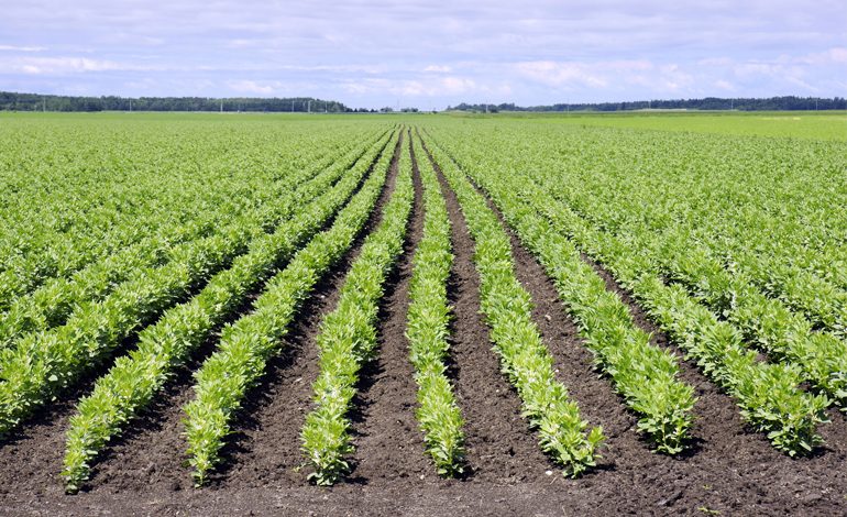 Sürüdürülebilir Tarım Girişimi: Bakla İşleme Tesisine 50 milyon Euroluk Yatırım