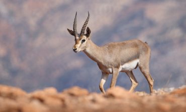 Hatay Dağ Ceylanlarının Geleceği için Yeni Adımlar Atılıyor