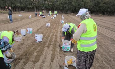 Türkiye’de ormanlar için çalışan 18 bin kadın var