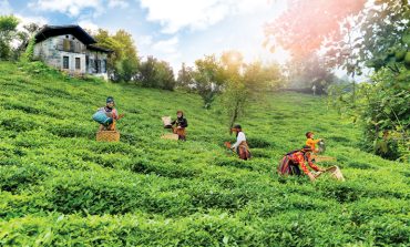 ‘Her Dem Toprak İçin ’projesi ile çay bahçelerinde toprak sağlığı iyileşiyor, verim artıyor!