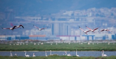 İzmir’in doğasını yok edecek seçim vaadine tepki: Körfez Geçiş Projesi yok etmenin reçetesidir